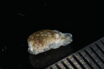 Media type: image;   Malacology 393728 Description: live specimen;